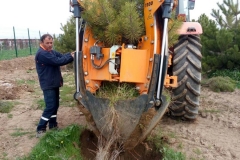 1100 lük Makine ile Ağaç Nakil - 3