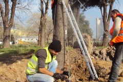 2500 lük Makine ile Ağaç Nakil - 4