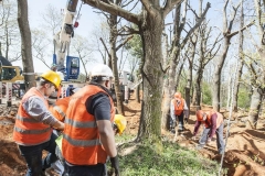 Rootball Tekniği ile Ağaç Nakil - 20